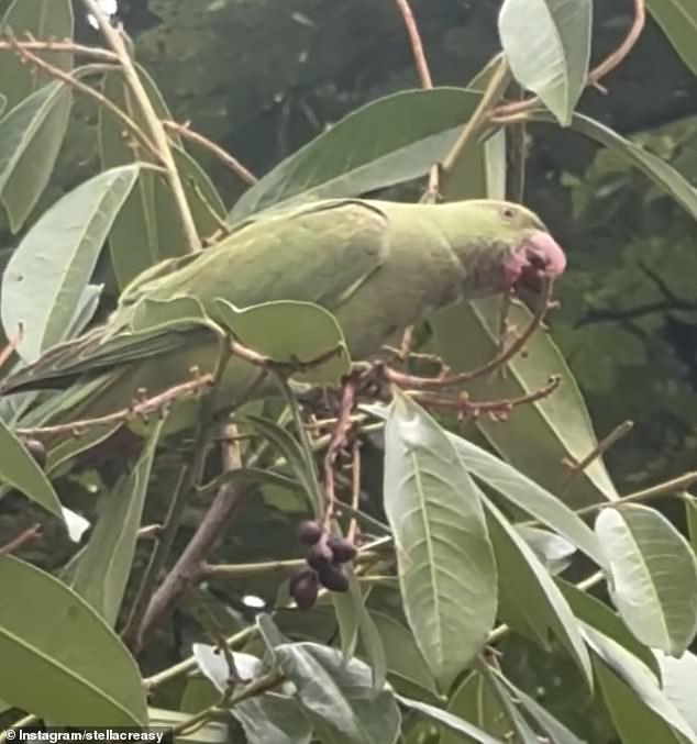 She then panned to a parakeet, which are common feral birds in London's parks