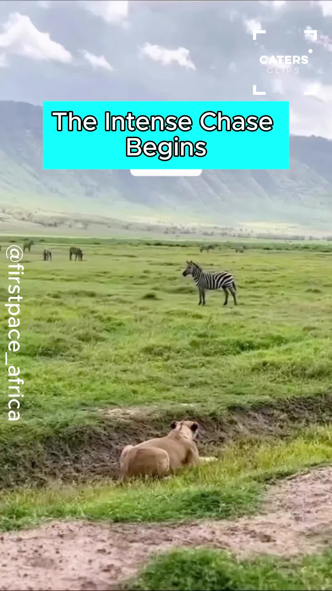 Lioness stalks herd before explosive chase across Tanzania