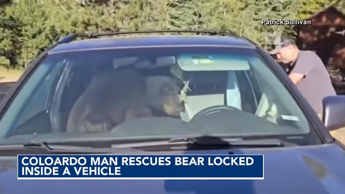 Watch: Bear gets trapped inside SUV, honks horn all night