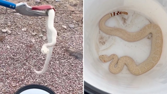 An Arizona backyard call turned up a rare western diamondback with unusually pale scales