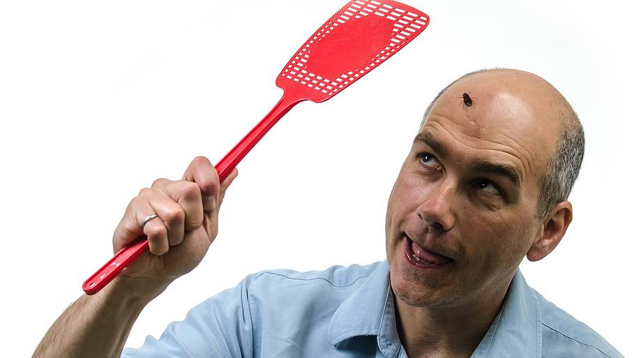 A bald man meets a fly: the original
