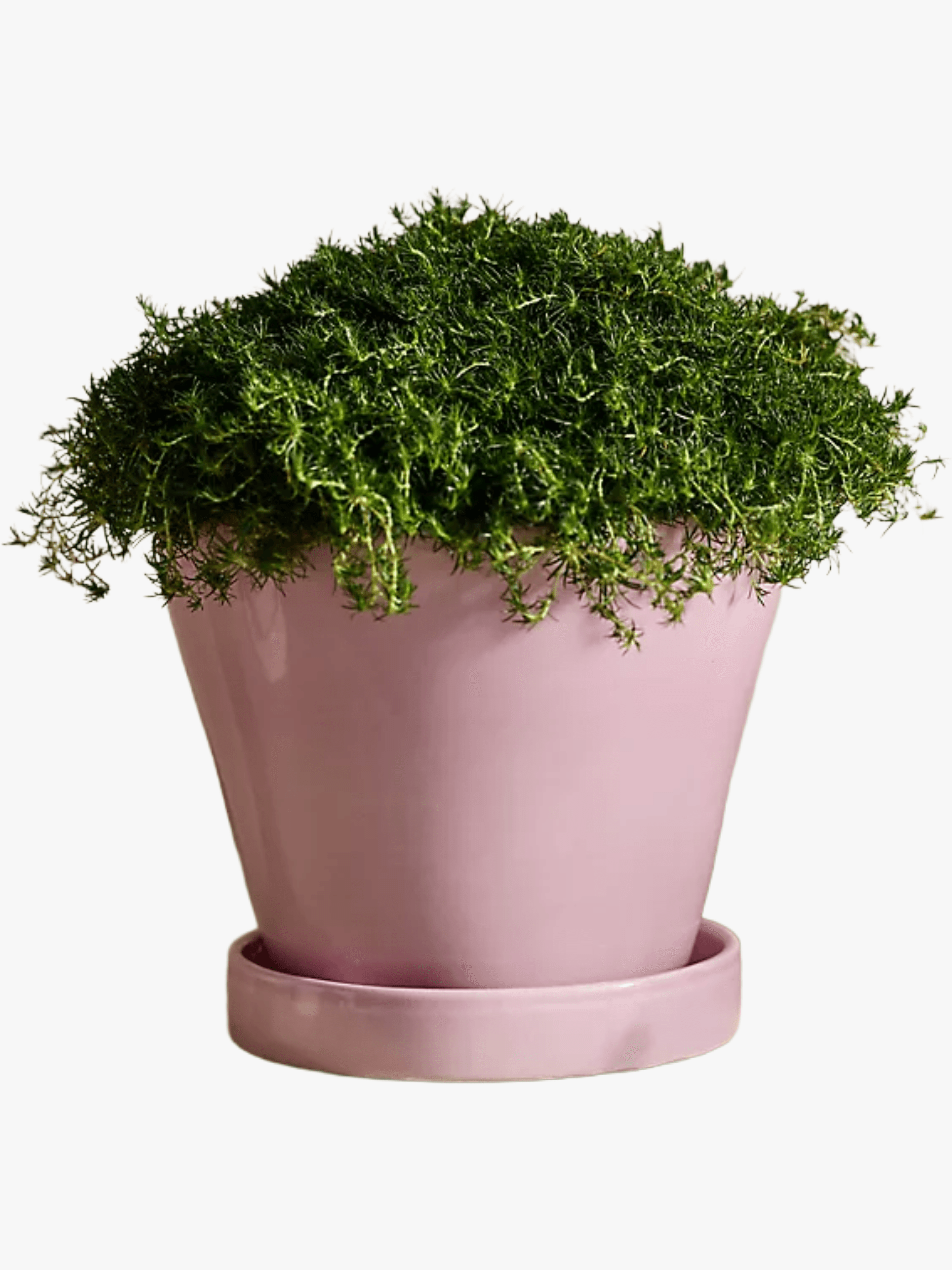 11 Indoor Flowering Plants for Bold Blooms That Last