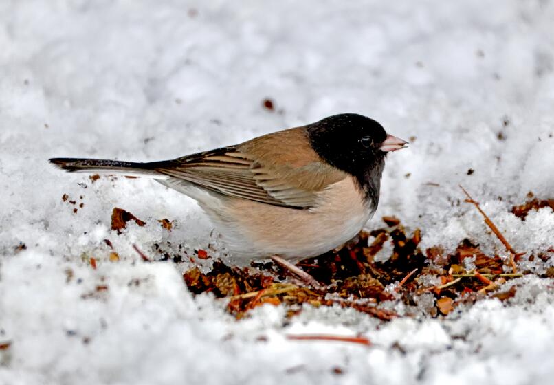 A Dark-eyed junco forages in the snow on a cold morning at Crystal Lake Campground in the Angeles National Forest.