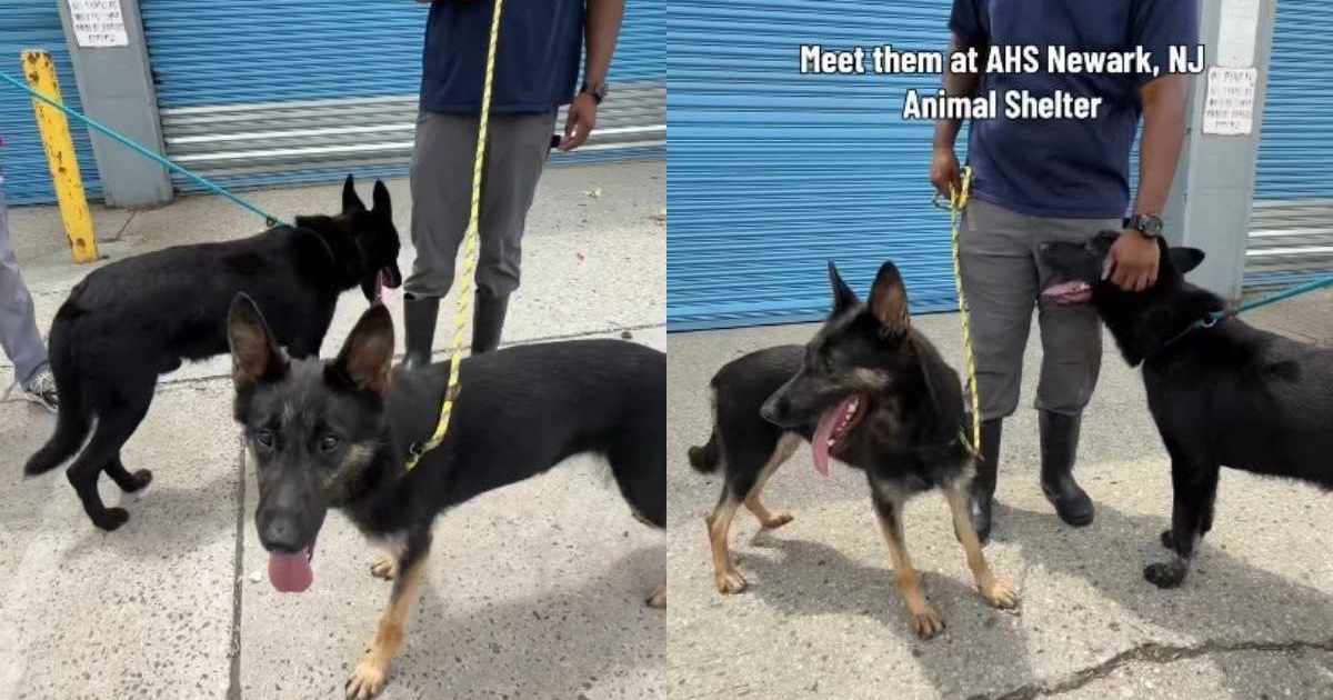 Shelter dogs were once loyal companions, but are now stuck in the kennel