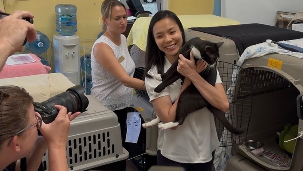 Cat missing since January reunited with owner after 92 animals rescued from Stuart home
