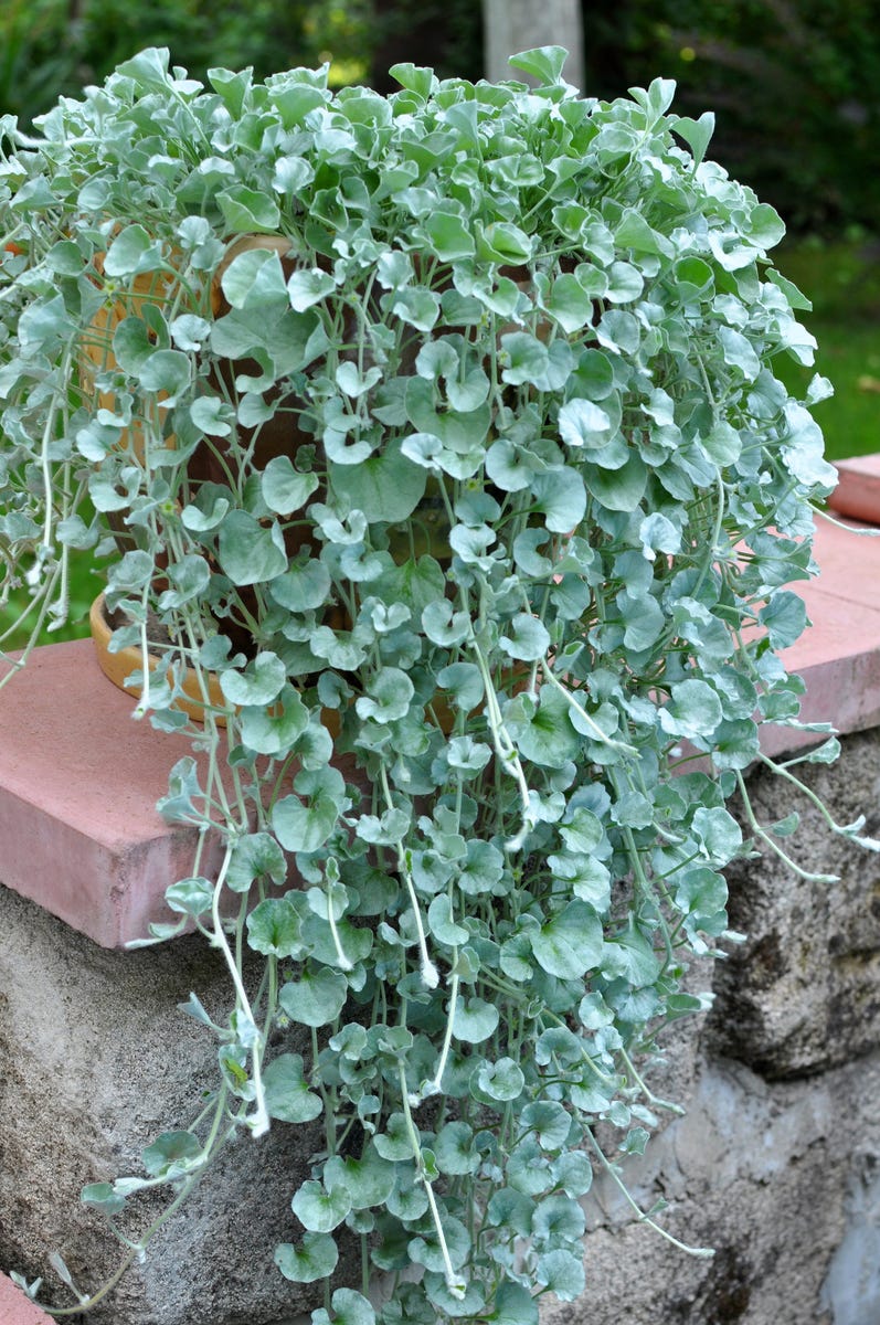 These Heat-Tolerant Plants Still Look Gorgeous on the Hottest Summer Days