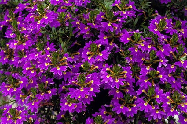 These Heat-Tolerant Plants Still Look Gorgeous on the Hottest Summer Days