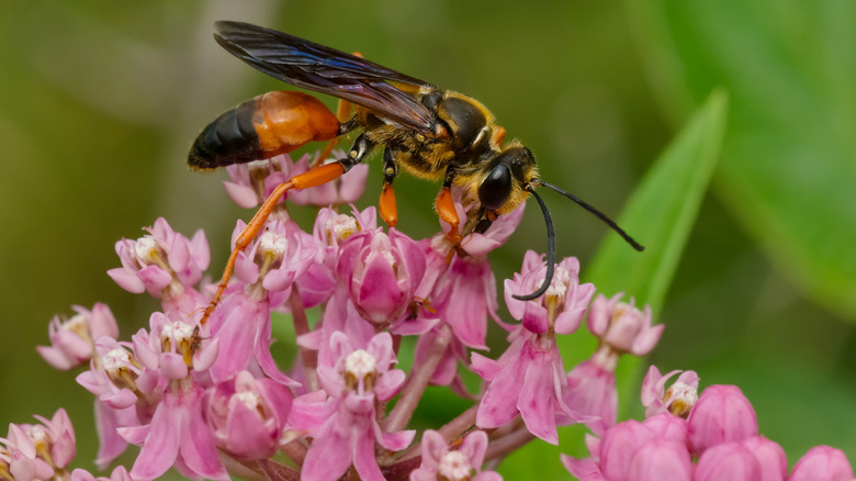 Helpful Tips To Keep Wasps Away From Your Hummingbird Feeder