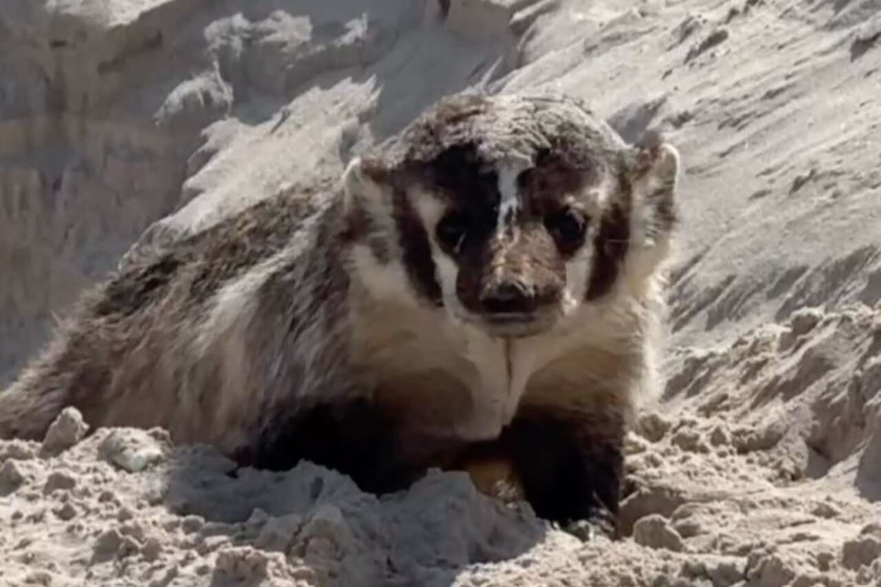Rare beach predator caught raiding sea turtle nest in Texas