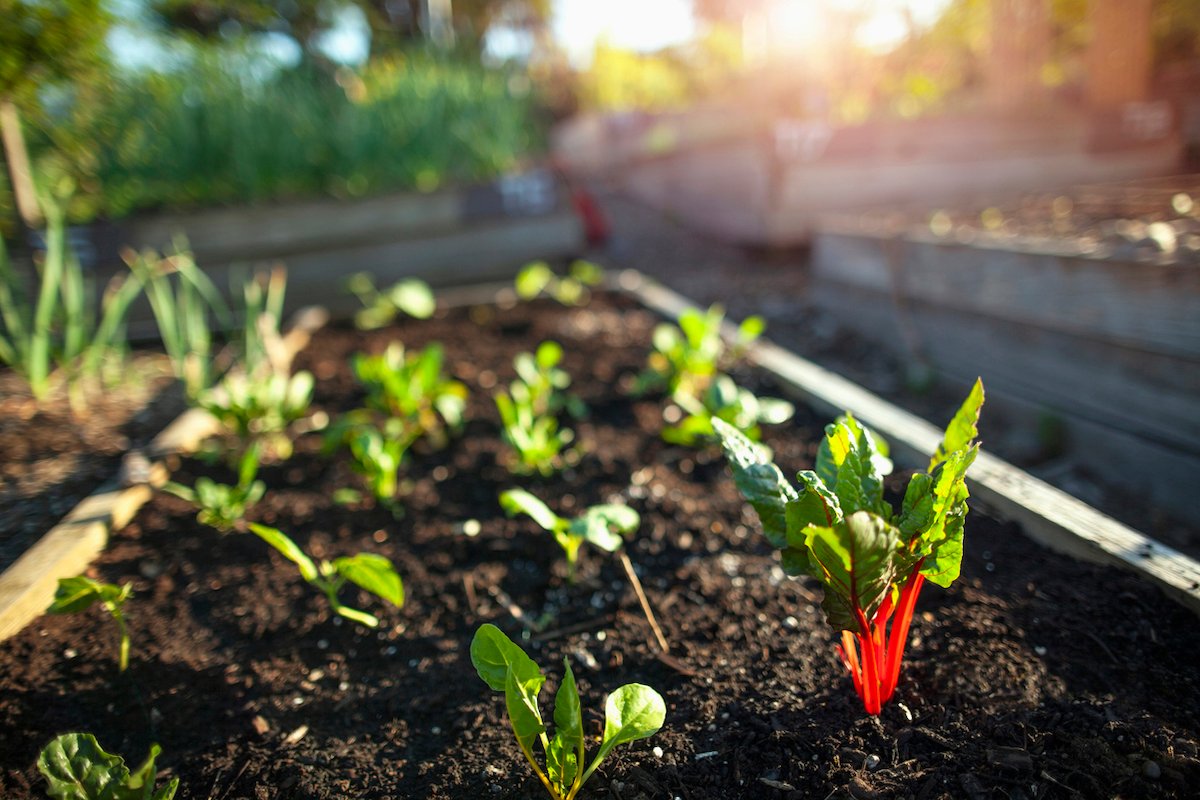 What to plant in August to keep your garden growing through fall