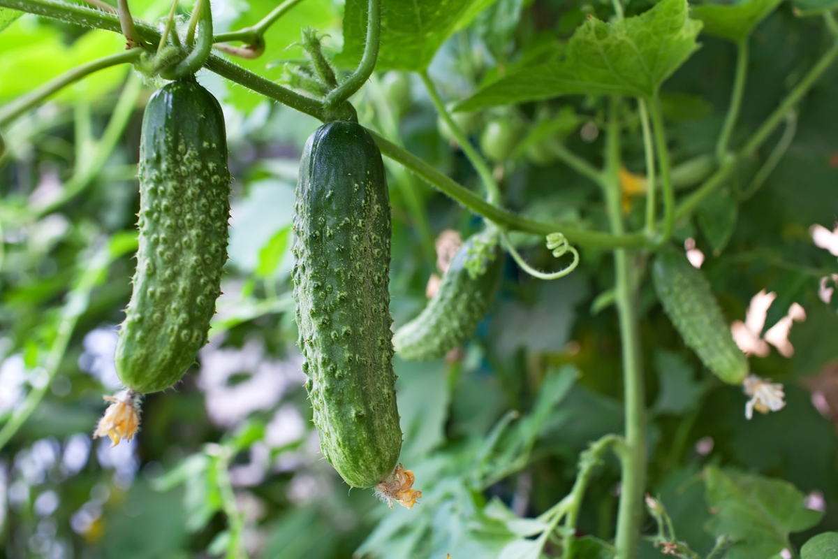 Cucumbers hanging from vines.
