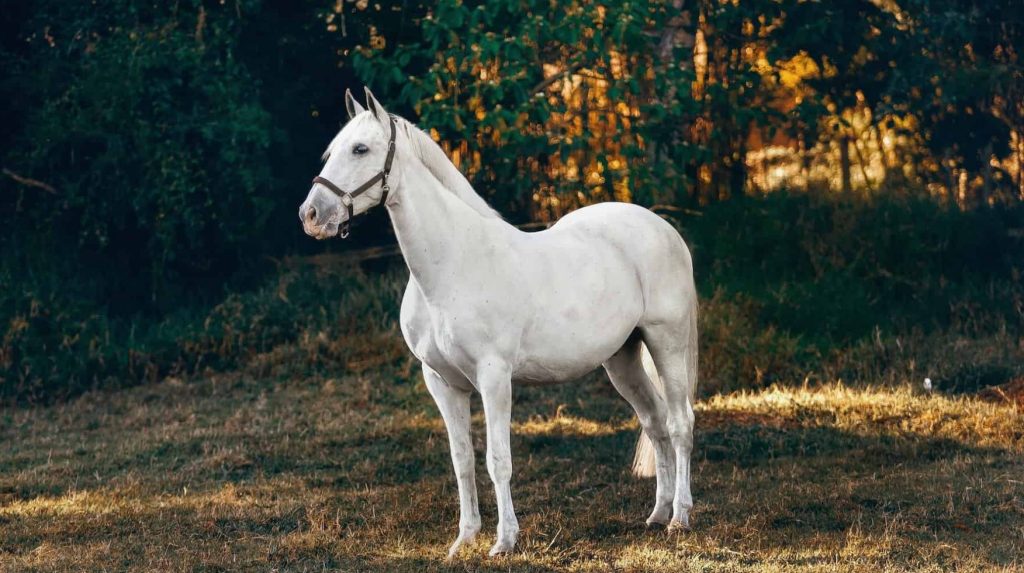 7. The Horse Oracle