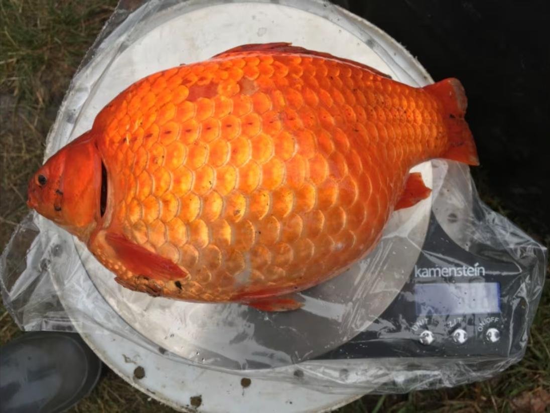Alberta urges residents to stop releasing goldfish into waterways