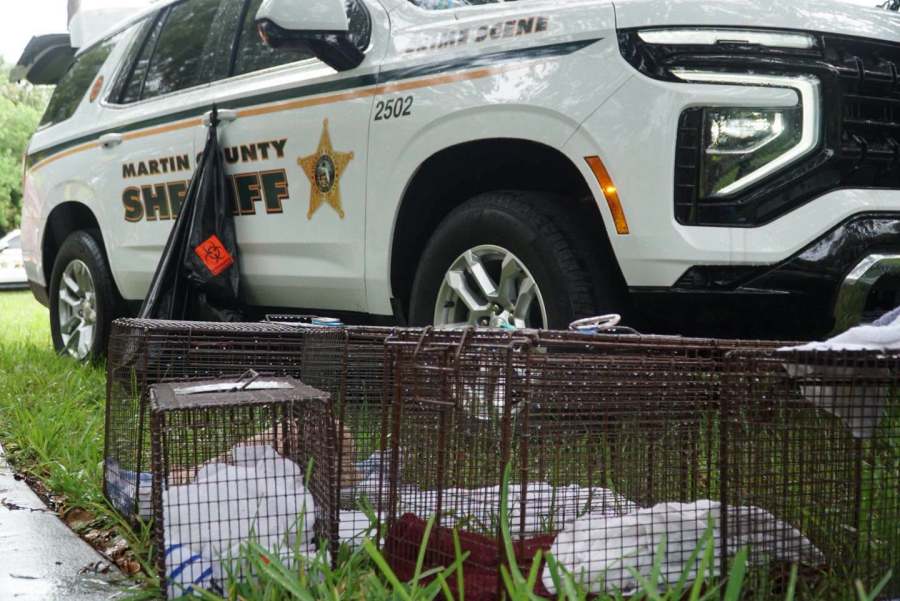 Florida USPS worker arrested after 92 cats, dogs found in home