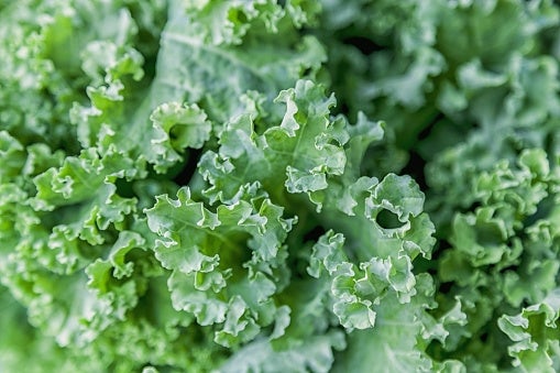 Close-up of fresh, curly kale leaves