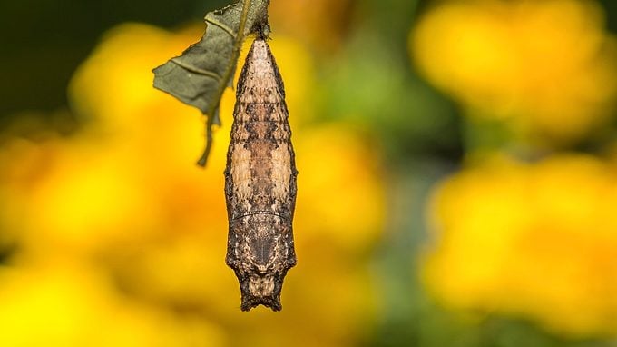 Eastern Tiger Swallowtail Chrysalis (papilio Glaucus)