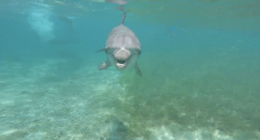 Dolphins Aren’t Always as Friendly as You Think