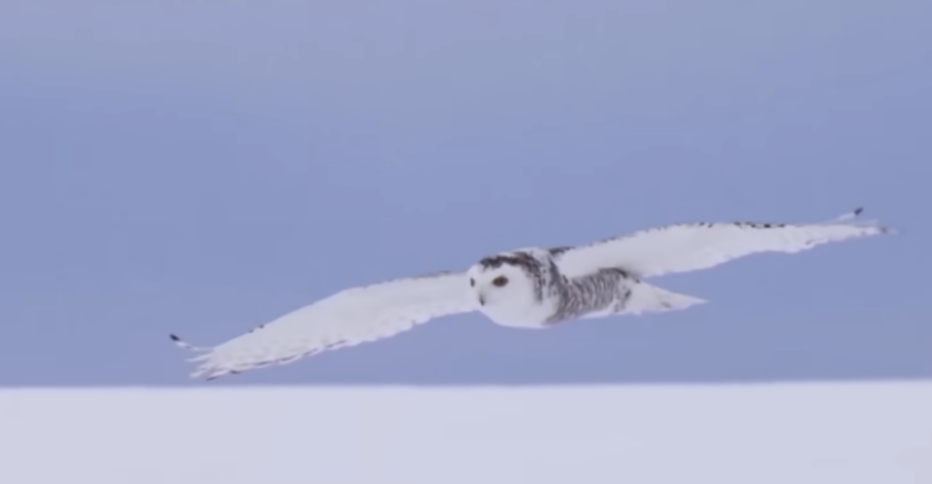 Why You Never Hear an Owl Attack Coming