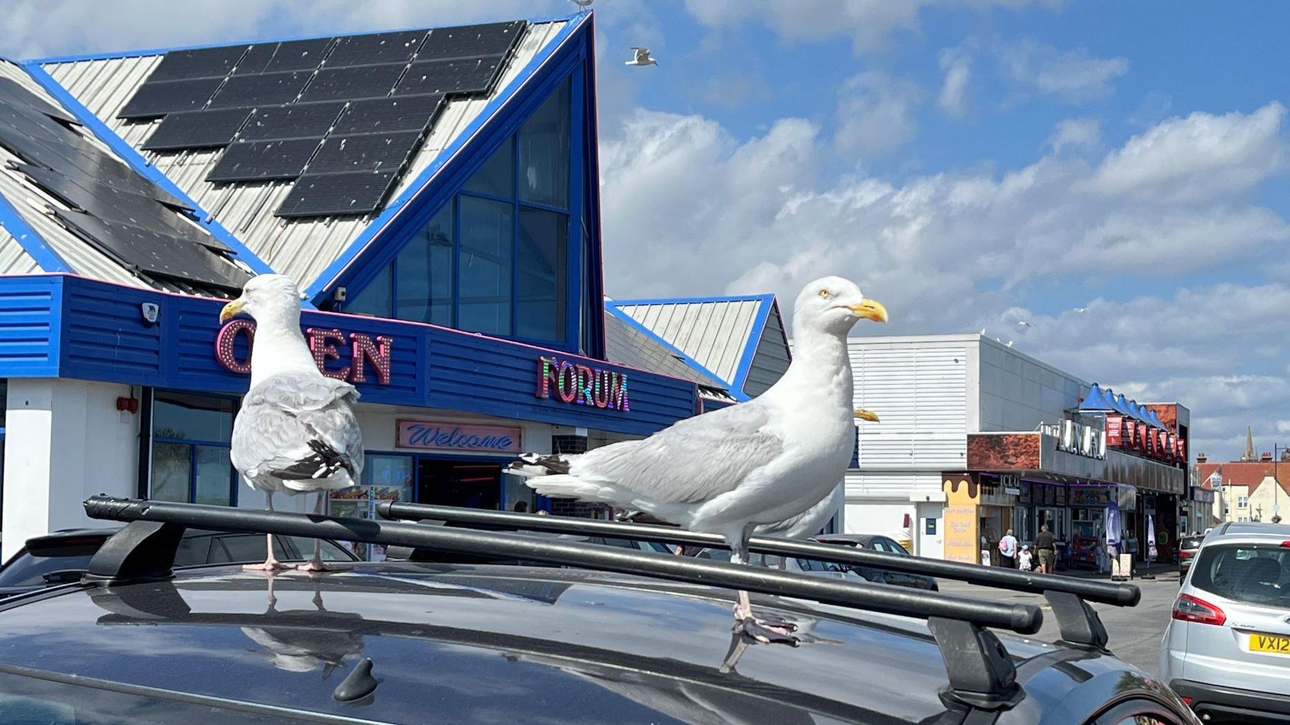 John Bailey says that if he was allowed to feed the gulls, he probably would