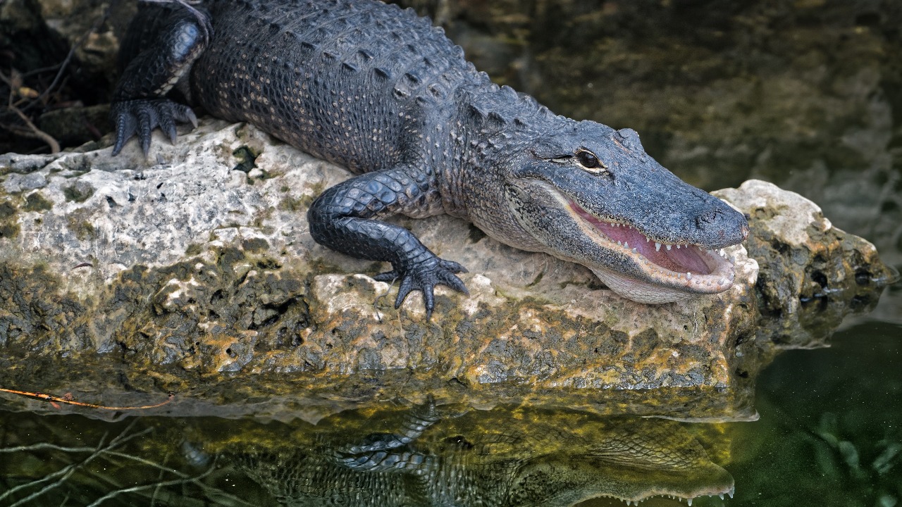 A 12-foot alligator killed a Florida hiker with a 'death roll' in just three feet of water