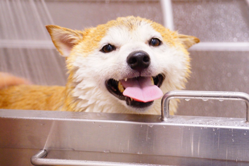 Veterinarians reveal how often your dog really needs a bath
