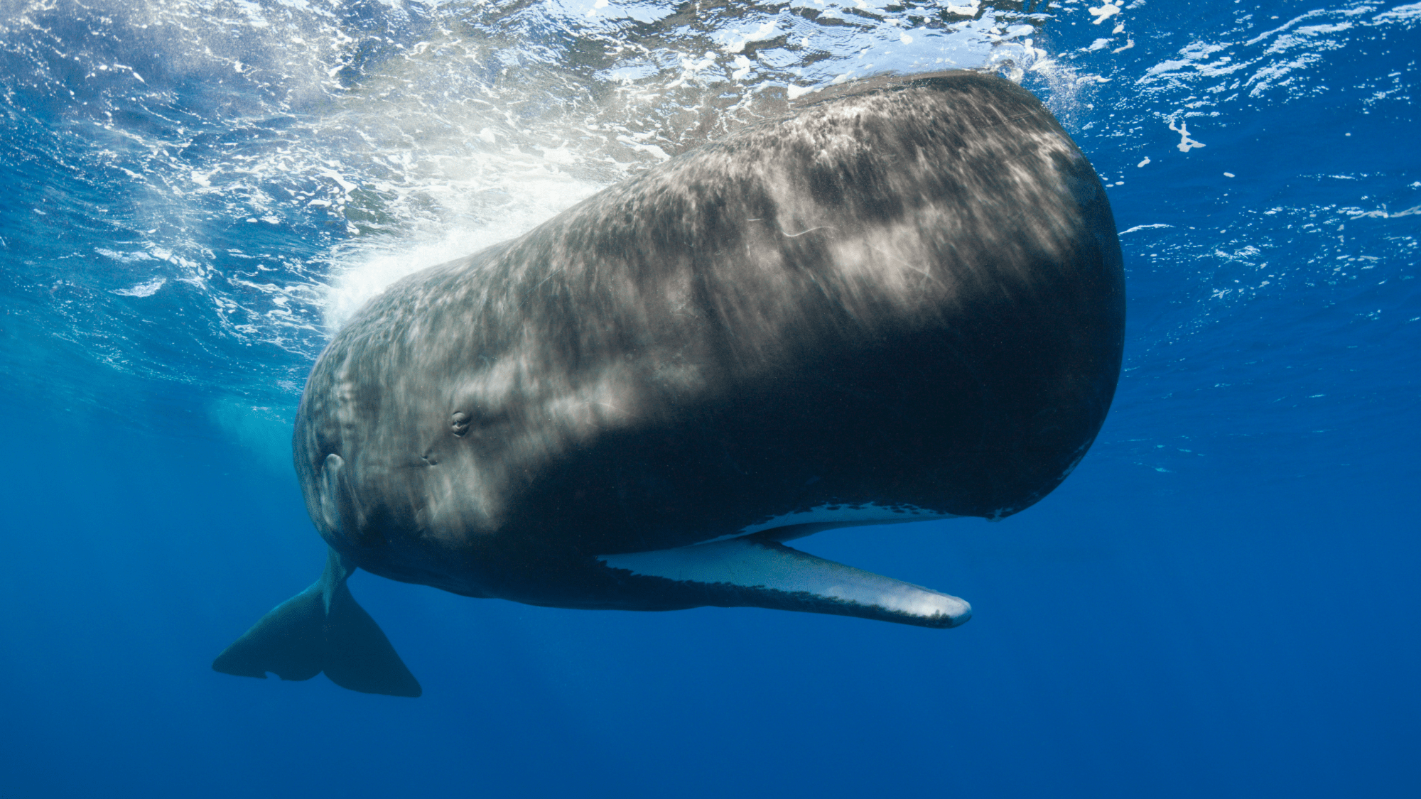 Sperm whales change how they communicate when ships are nearby