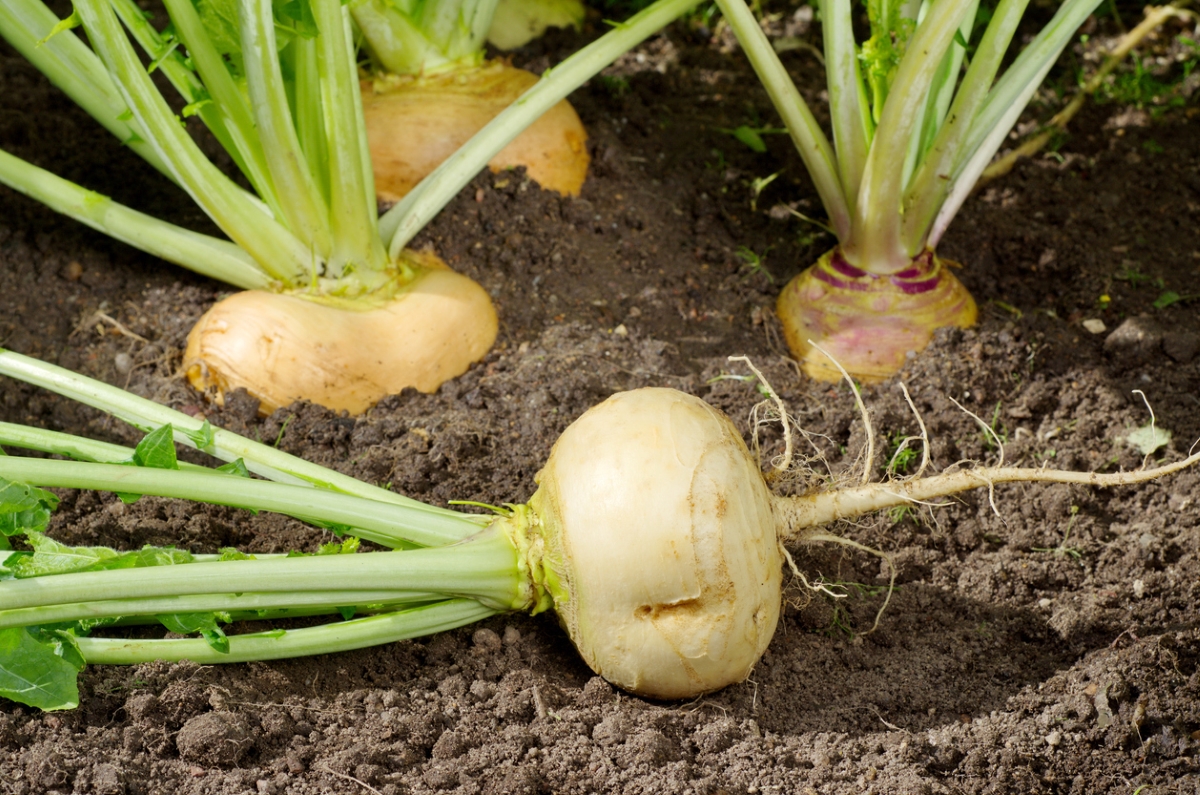 Photo: iStock