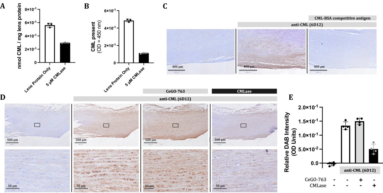 Engineered enzyme erases a stubborn mark of aging by up to 70% in human tissue samples