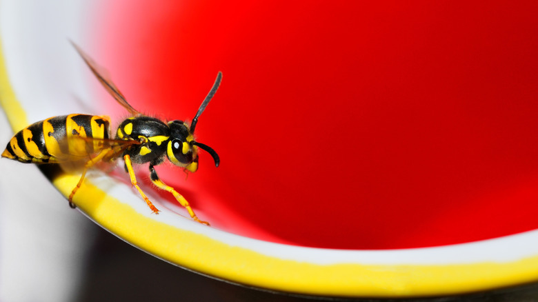 Helpful Tips To Keep Wasps Away From Your Hummingbird Feeder
