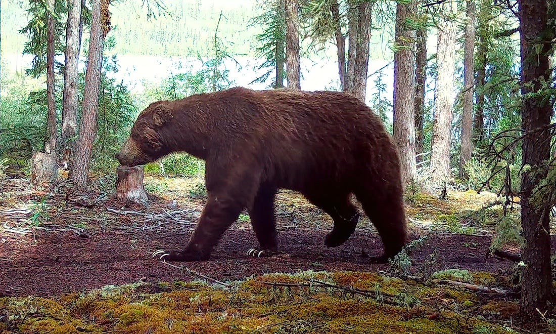 Grizzly bear with impressive claws.