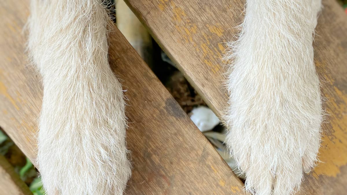 Rare Australian labradoodle's patience while waiting for her pup cup is melting hearts