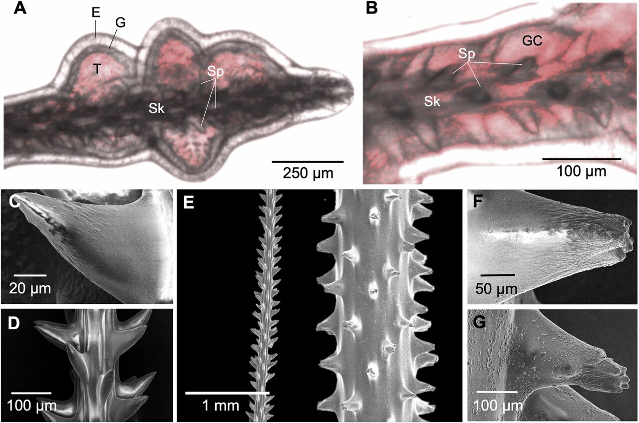 Black coral shapes influence how microscopic cilia move food and oxygen