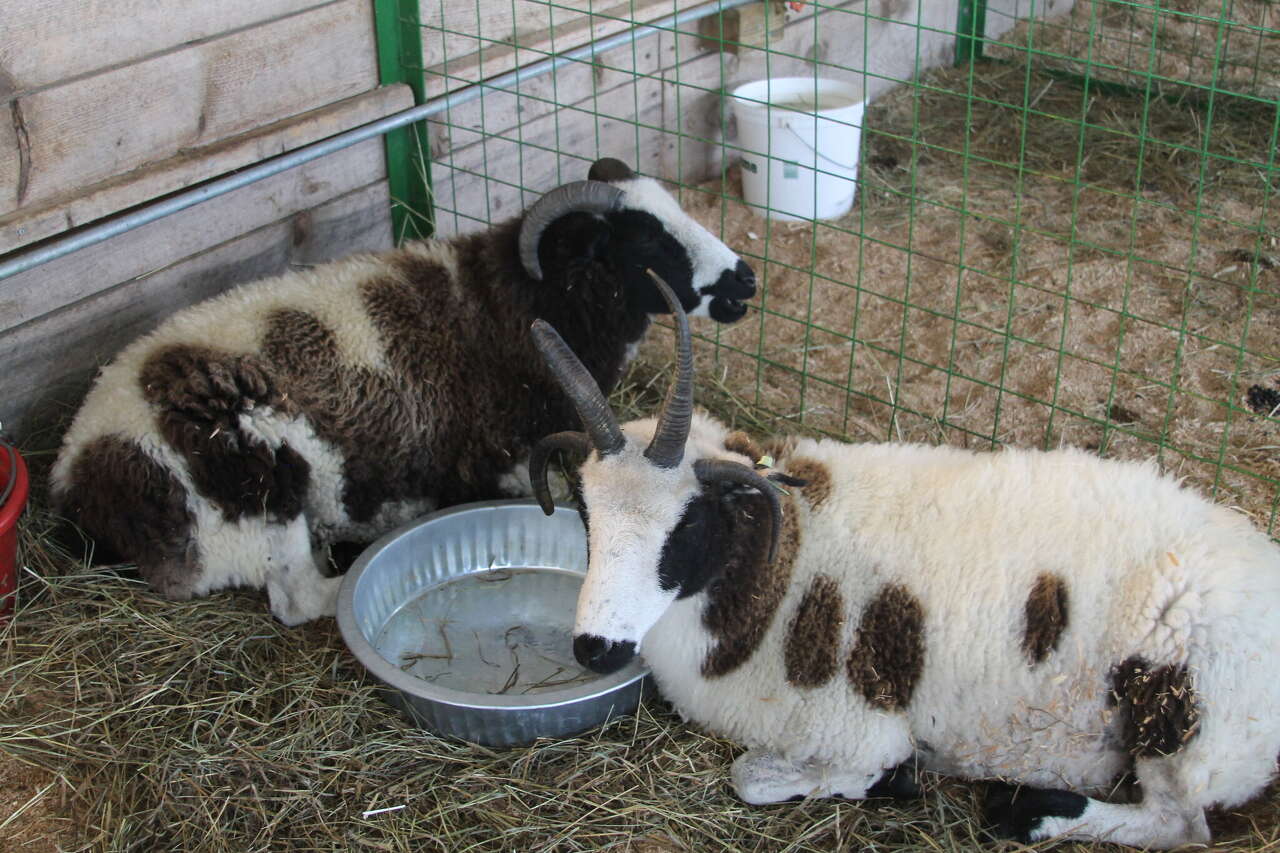 Manistee County Fair marking 155 years with rides, contests and new attractions