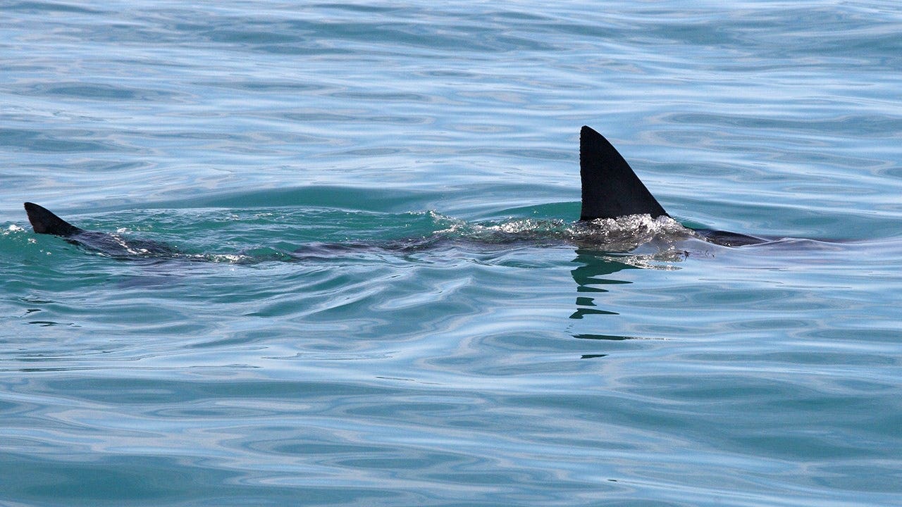 Great white shark swims in the water near Gansbaai, South Africa.