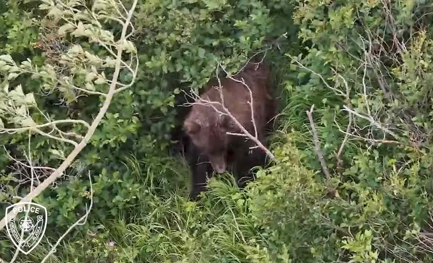 Woman injured in bear attack while hiking with friend and 3 dogs