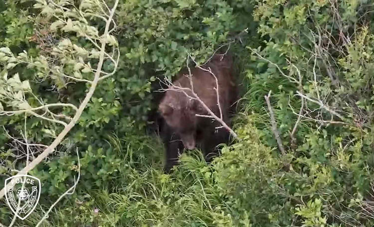 Drone footage of the brown bear seen near the area of the attack. Credit: Anchorage Police/YouTube
