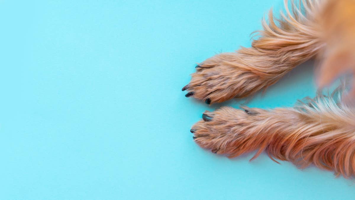 Rare blond parti Yorkie looks nothing like a typical Yorkshire terrier