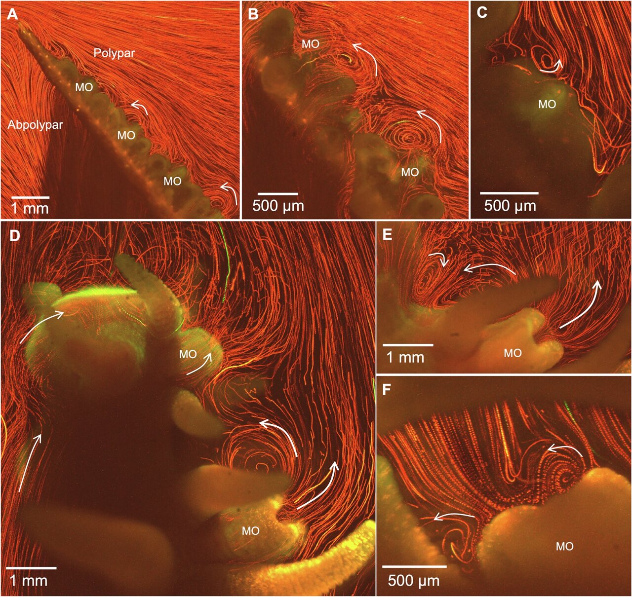Black coral shapes influence how microscopic cilia move food and oxygen