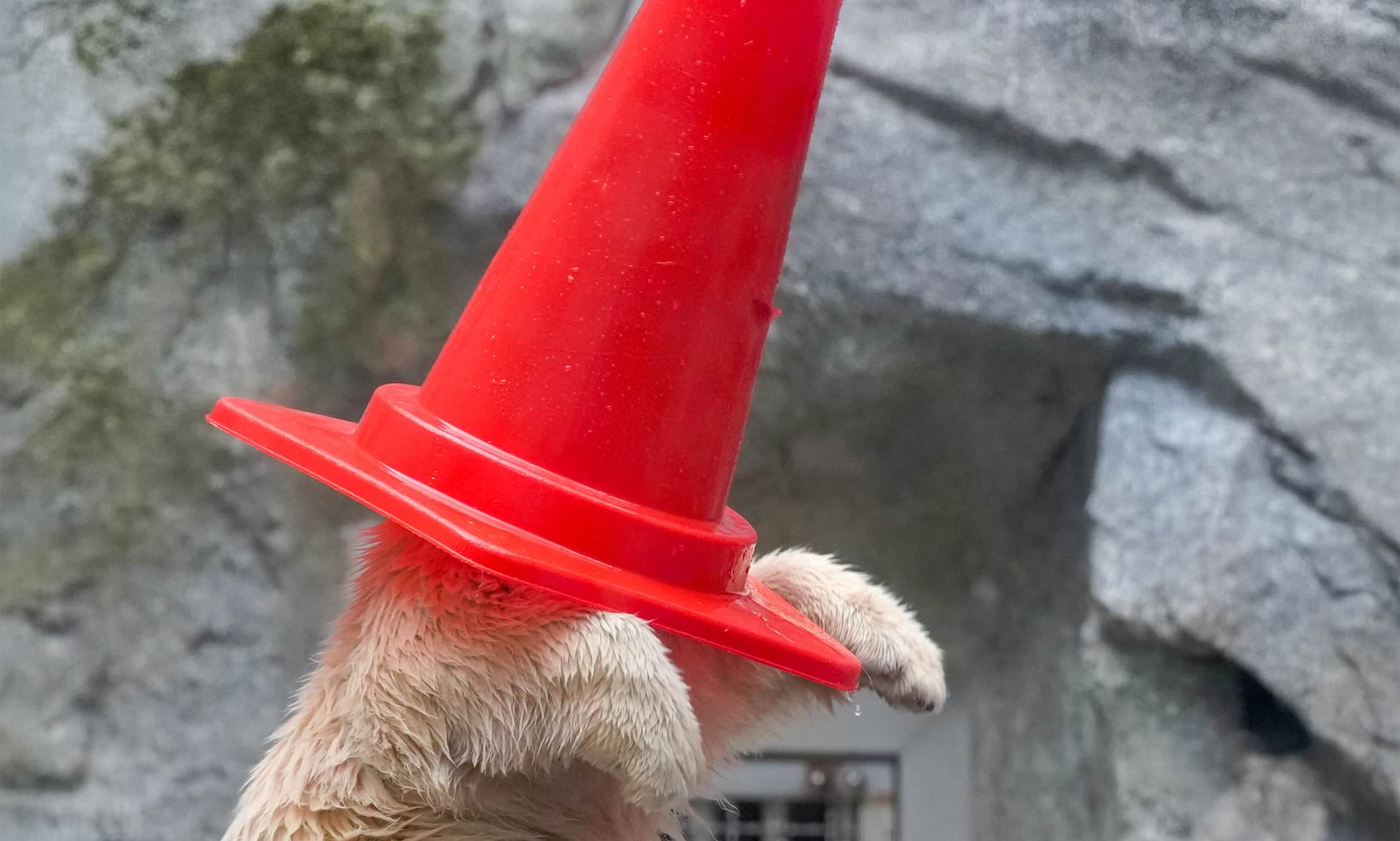 Cuteness cone-firmed! Polar bear cub plays with its new toys