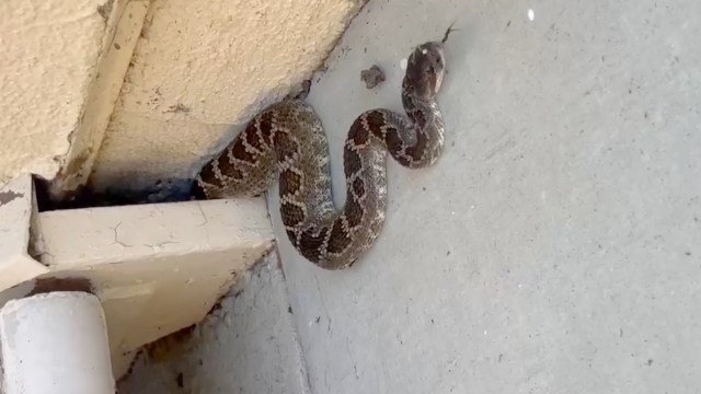 California apartment residents find venomous rattlesnake tucked into a stairway nook