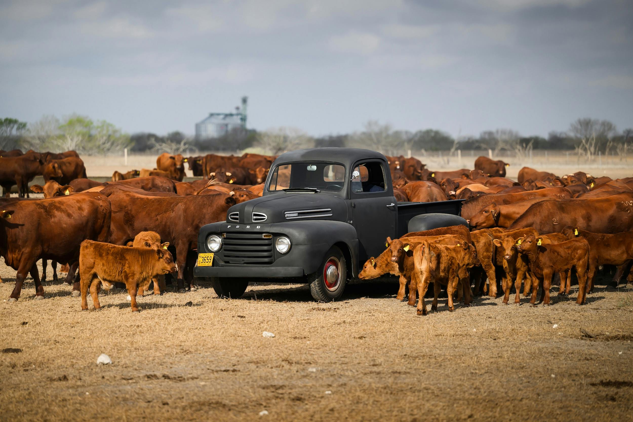 1949 Ford F-1 cattle