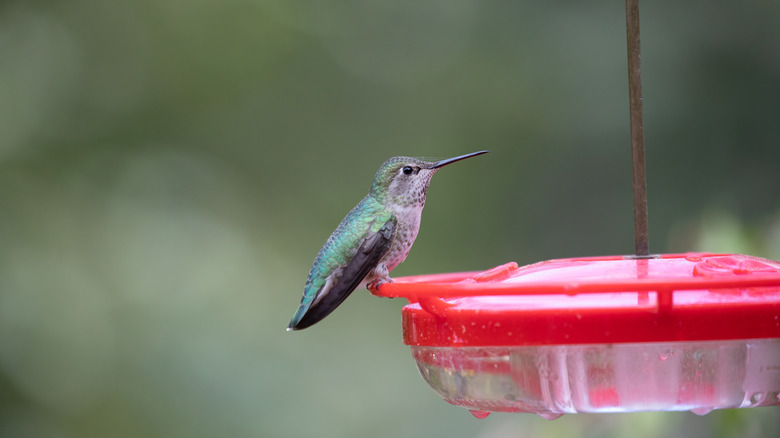 Helpful Tips To Keep Wasps Away From Your Hummingbird Feeder