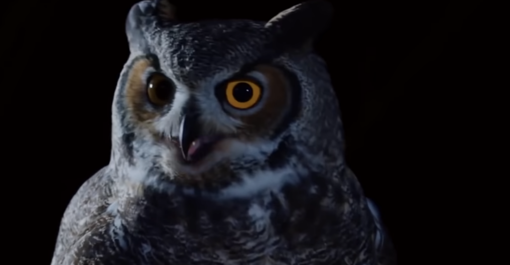Why You Never Hear an Owl Attack Coming