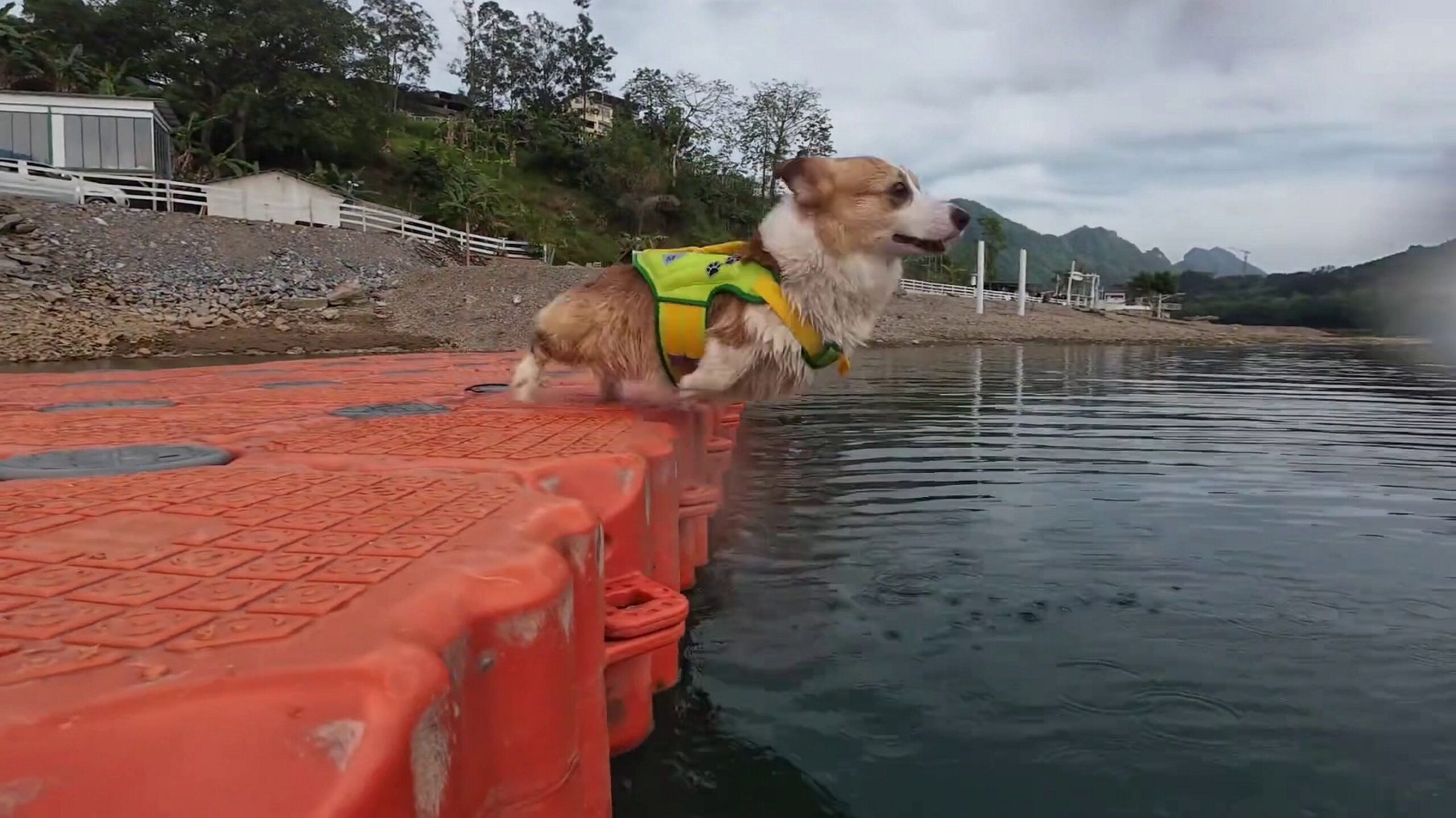 Playful pup enjoys diving into campsite lake