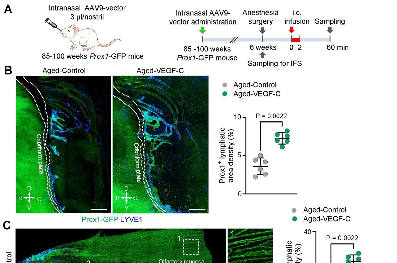 Scientists discover hidden gateways that allow the brain to clear waste