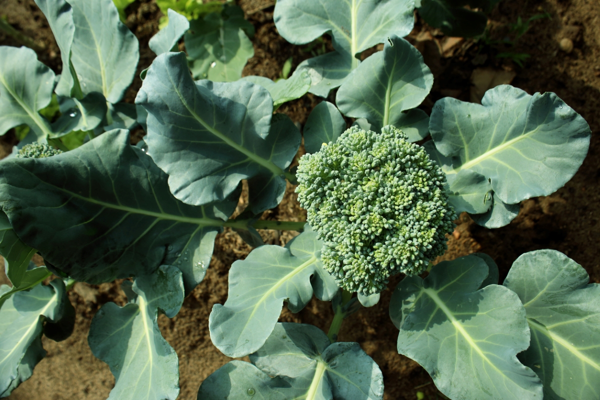 Photo: iStock