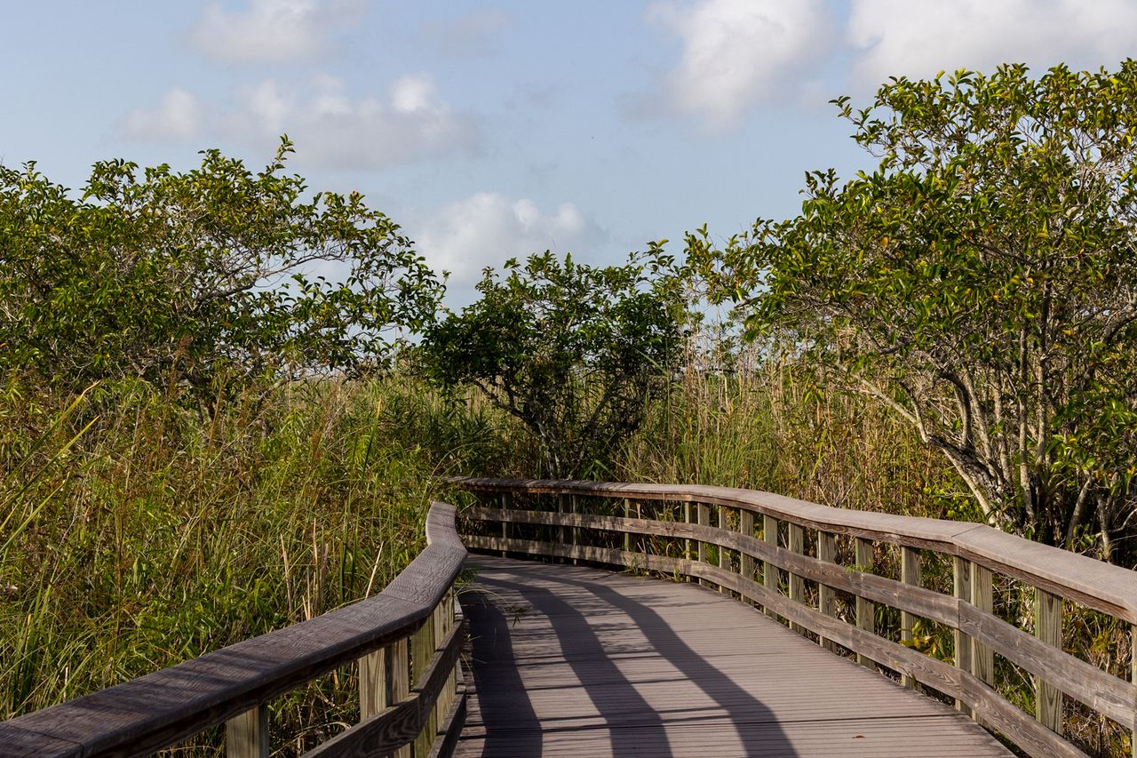 Wooden walkway through Everglades