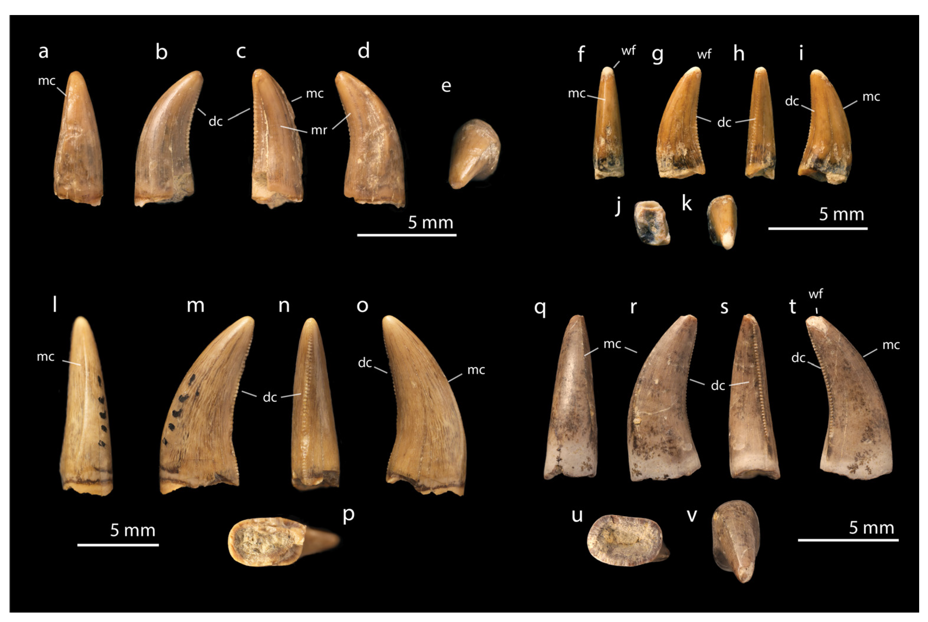 atchling T. rex teeth, late Maastrichtian Lance Formation, Wyoming. (a–e) YPM 55604, premaxillary tooth in (a) anterior, (b) lateral, (c) posterior, (d) medial, and (e) apical views. (f–k) YPM 55564, lateral tooth in (f) anterior, (g) lateral, (h) posterior, (i) medial, (j) basal views and (k) ventral views. (l–p) YPM 54474, lateral tooth in (l) anterior, (m) medial, (n) posterior, (o) lateral, and (p) basal views. YPM 55551, lateral tooth in (q) anterior, (r) medial, (s) posterior, (t) lateral, (u) basal and (v) apical views. Abbreviations: dc, distal carina; mc, mesial carina; mr, mesial ridge; wf, wear facet.