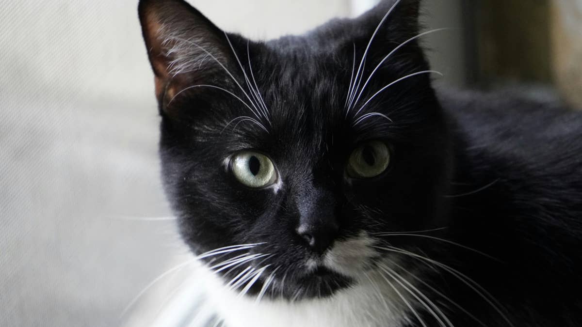Overlooked tuxedo cat with 'curious eyes and adorable little dotted toes' has waited nearly a year for a home
