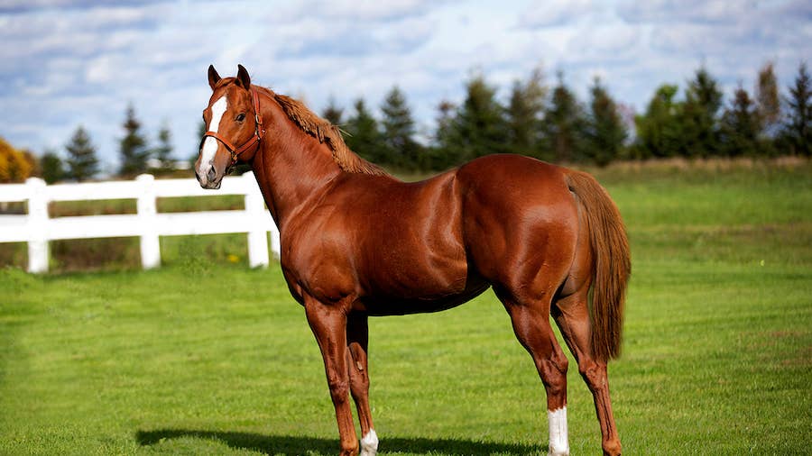 Quarter Horse Stallion, Broodmare Incentives Expanded In Ontario